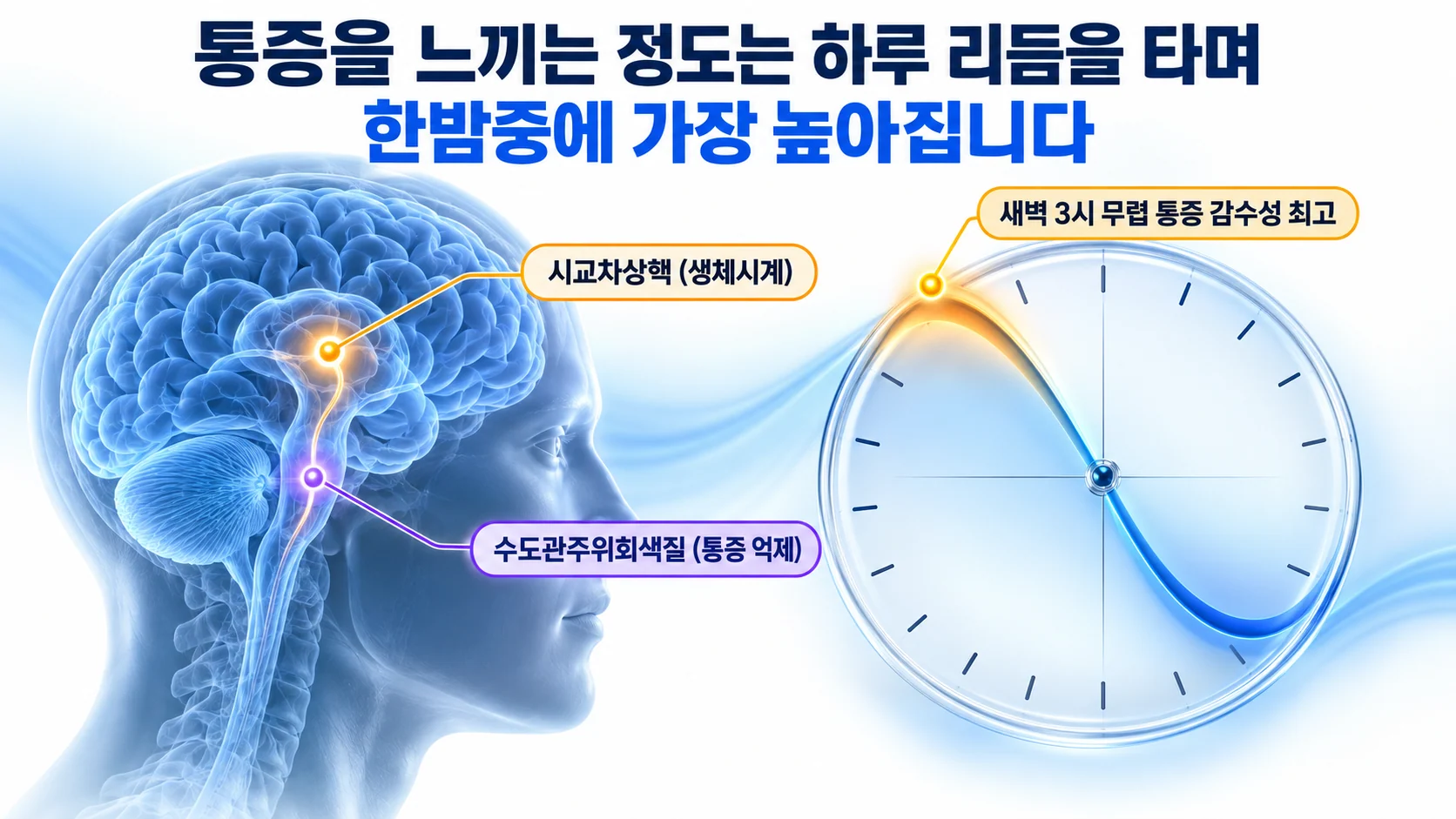 시교차상핵에서 수도관주위회색질로 이어지는 통증 리듬 회로와 24시간 시계를 함께 보여 주는 3D 그림
