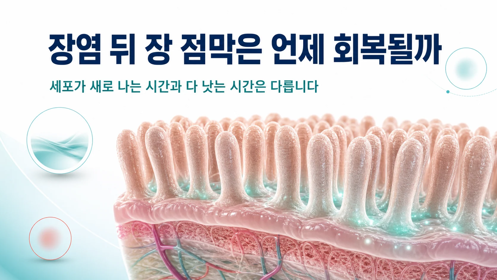 감염성 장염 이후 장 점막이 회복되는 과정을 표현한 이미지