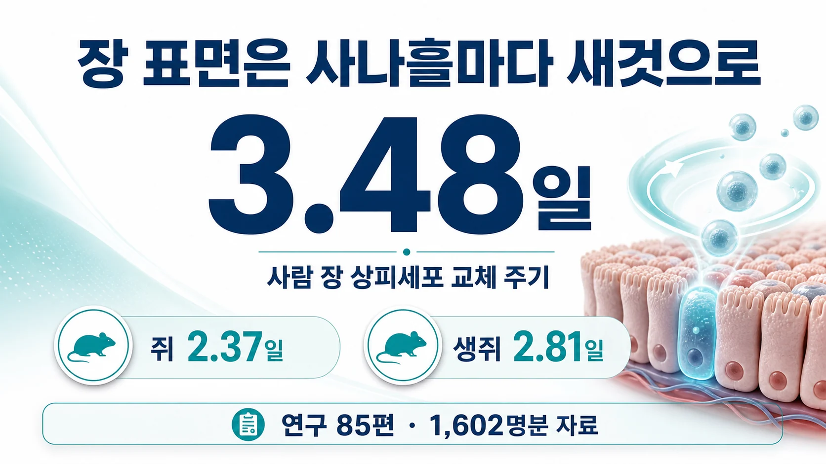 사람의 장 상피세포가 약 3.5일마다 교체된다는 것을 보여 주는 도표