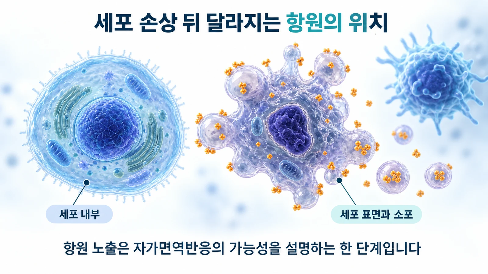 정상적인 상피세포 내부의 항원과 손상 후 세포 표면 및 소포로 이동한 항원을 개념적으로 비교한 그림
