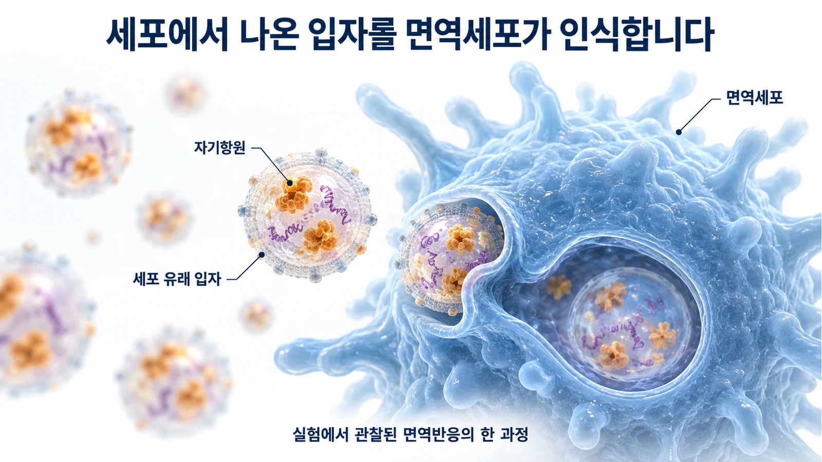 자기항원을 포함한 세포 유래 입자가 면역세포에 인식되는 과정을 개념적으로 표현한 일러스트