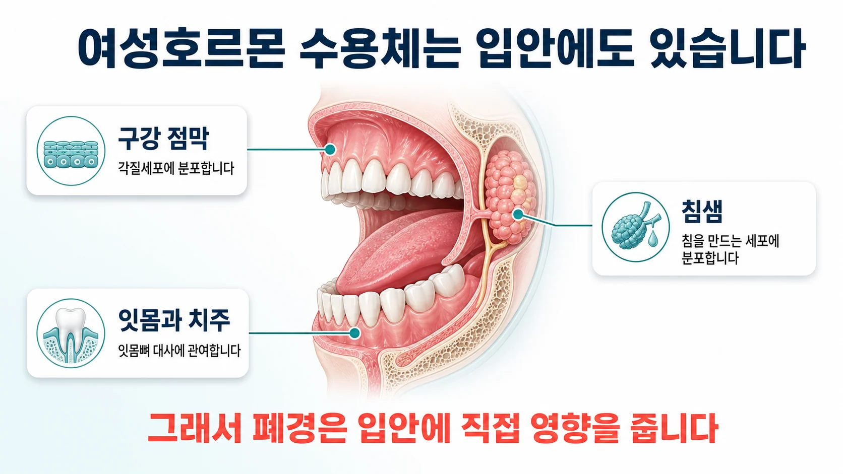 구강 점막·침샘·잇몸에 여성호르몬 수용체가 분포한다는 것을 보여주는 도식