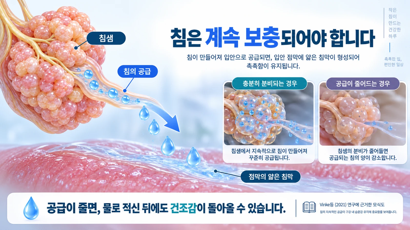 침샘에서 분비된 침이 구강 점막의 침막을 지속적으로 보충하는 과정을 설명한 그림