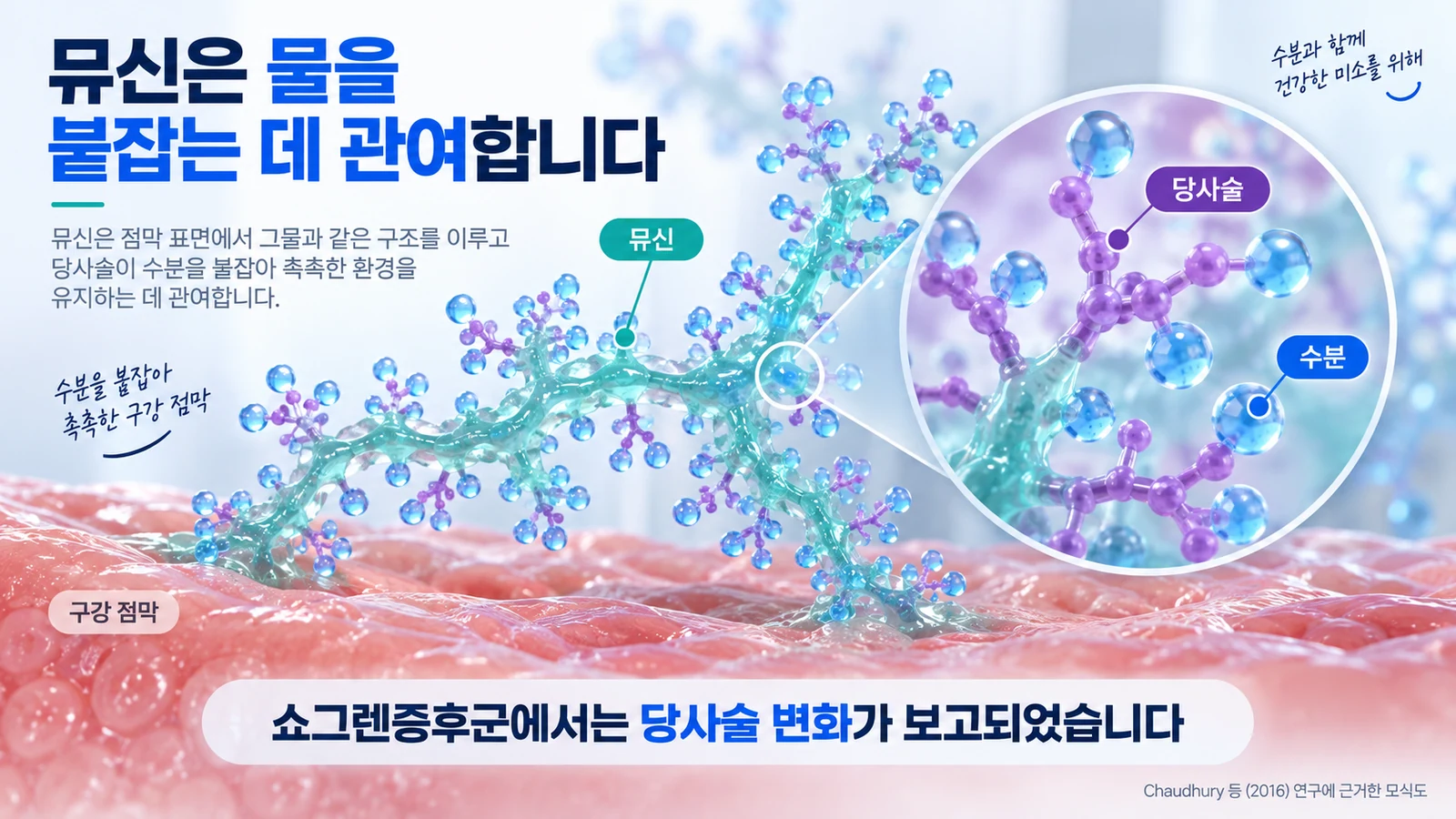 뮤신의 당사슬이 수분 유지에 관여하며 쇼그렌증후군에서 관련 변화가 보고되었음을 설명한 그림