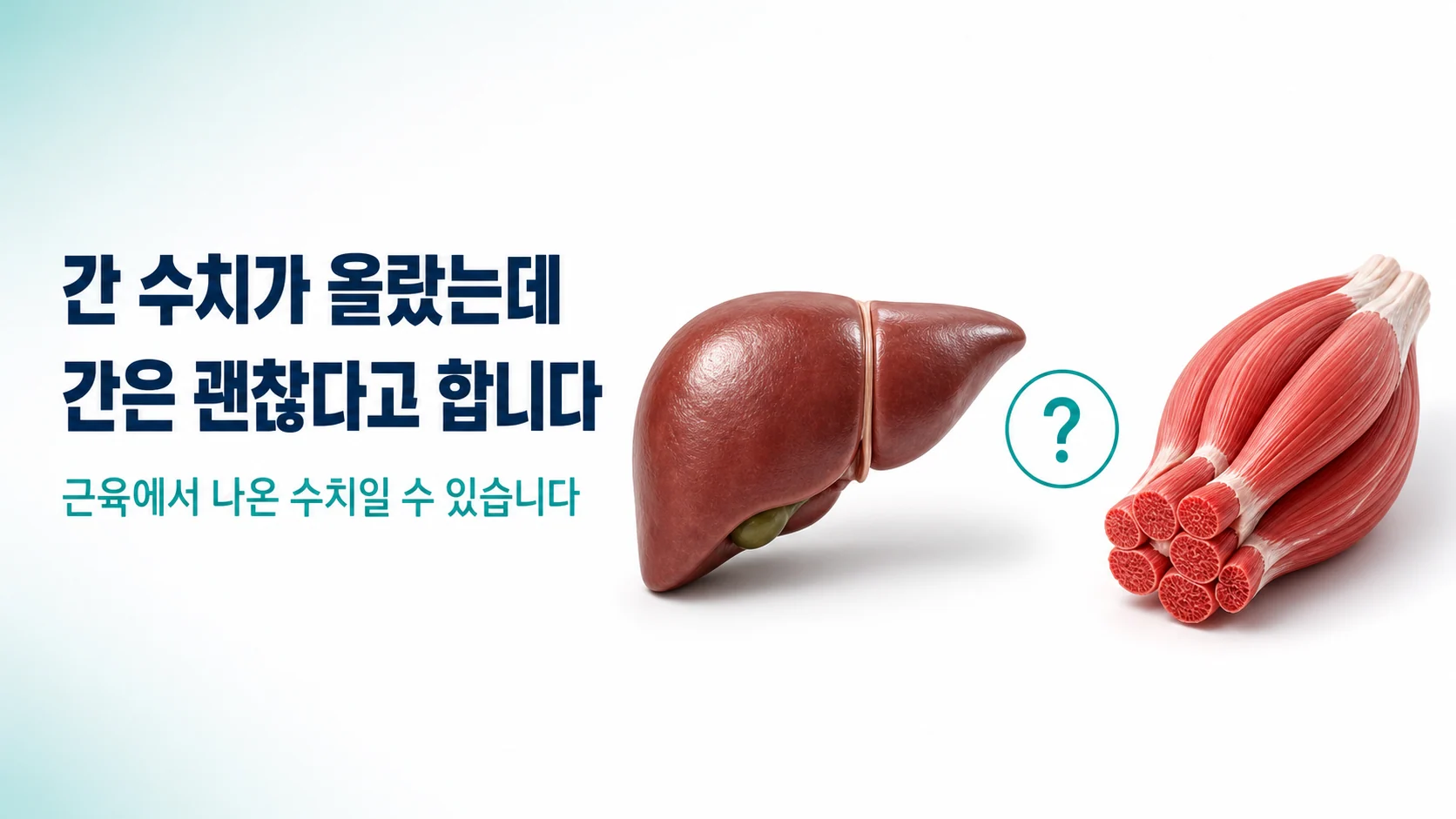 간과 골격근을 나란히 놓고 간 수치가 올랐는데 간은 괜찮다고 합니다라는 문구를 보여주는 안내 이미지