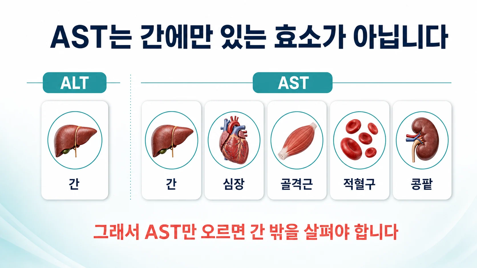ALT는 주로 간에 있고 AST는 간·심장·골격근·적혈구·콩팥에 함께 들어 있다는 것을 보여주는 비교 도식