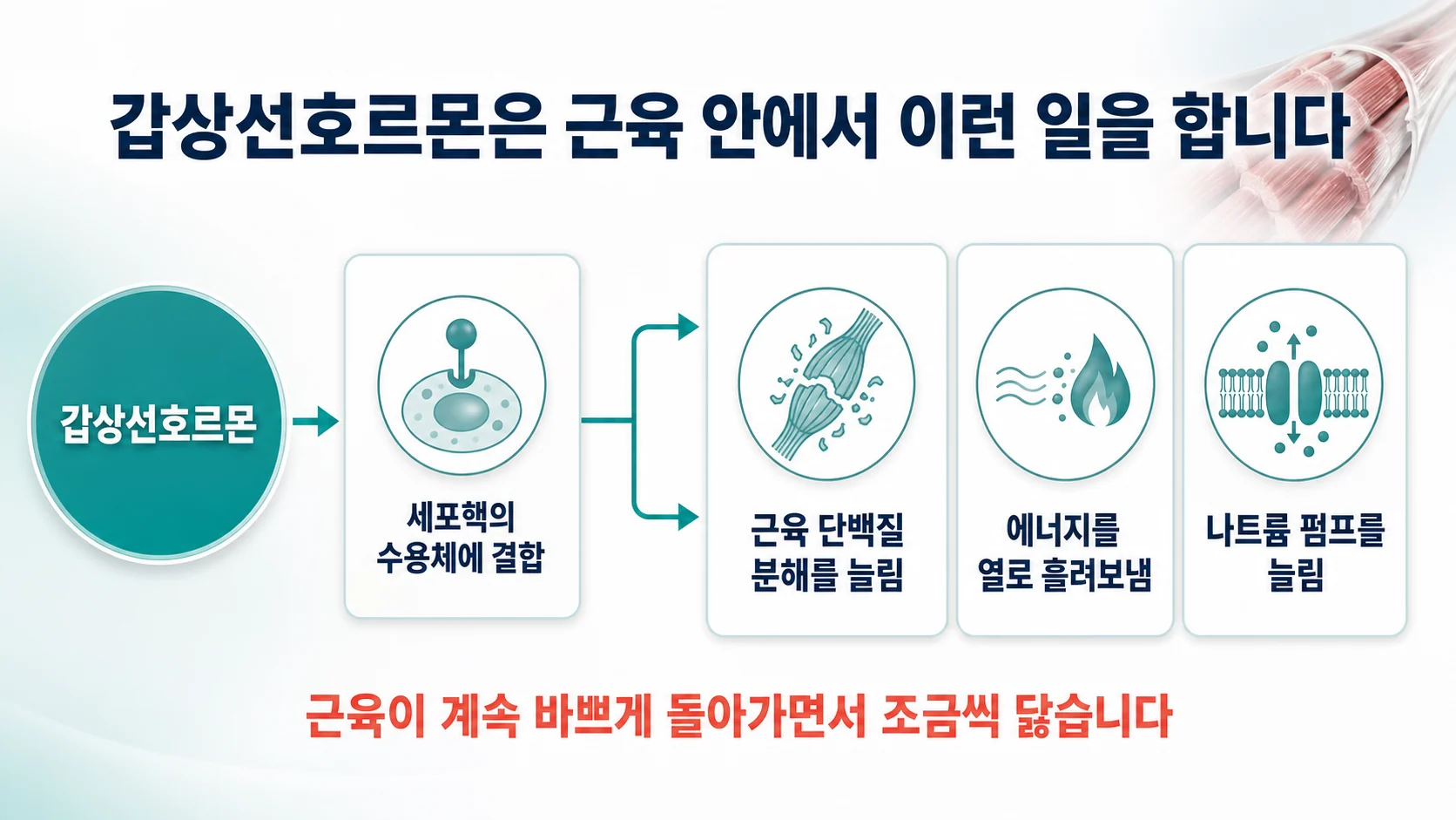 갑상선호르몬이 세포핵 수용체에 결합해 단백질 분해를 늘리고 에너지를 열로 흘려보내며 나트륨 펌프를 늘린다는 흐름 도식