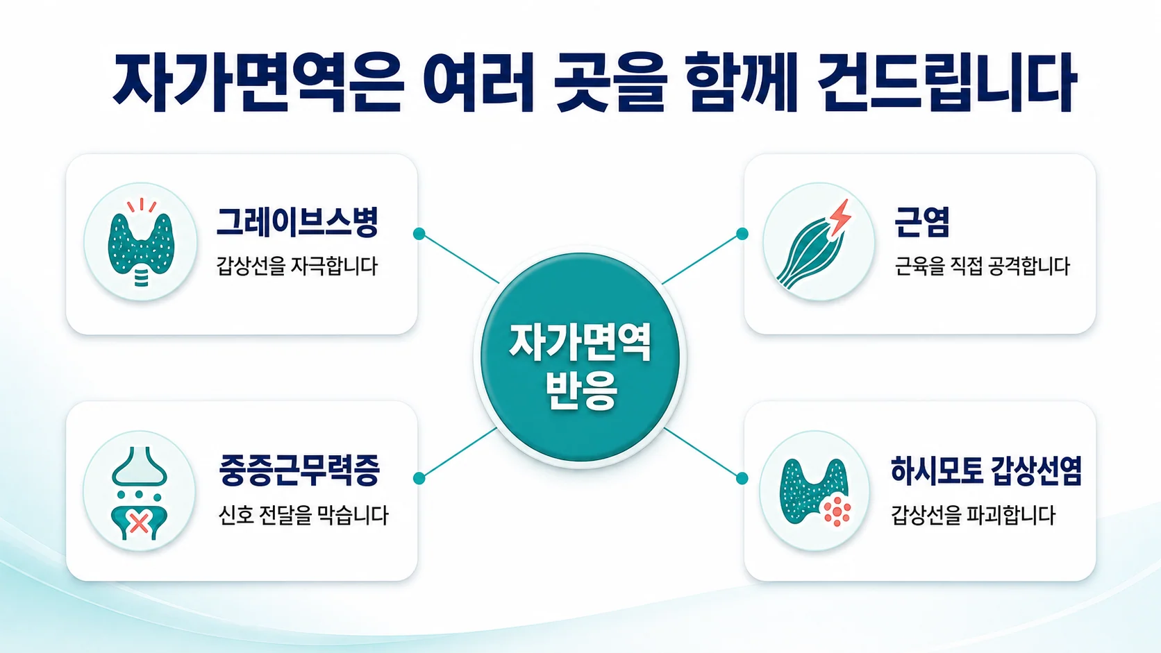 자가면역 반응을 가운데 두고 그레이브스병·근염·중증근무력증·하시모토 갑상선염을 연결한 방사형 도식