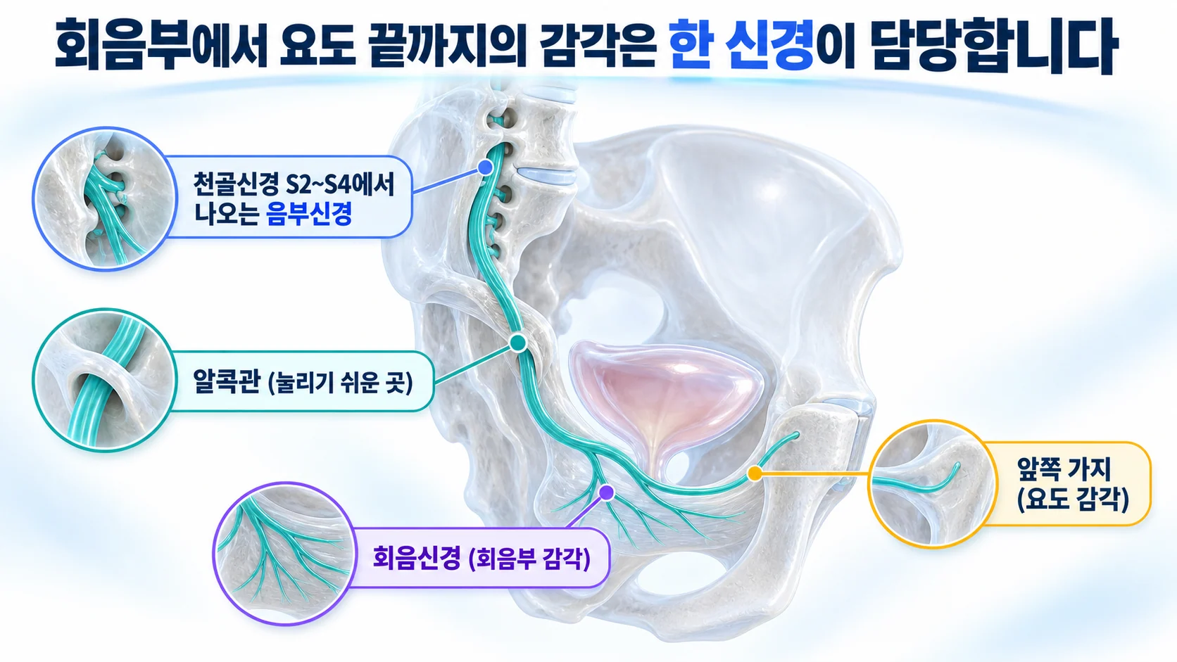 골반 뼈 모형에서 천골 부위에서 나온 음부신경이 알콕관을 지나 회음부와 앞쪽 요도 방향으로 갈라지는 경로를 보여 주는 3D 그림