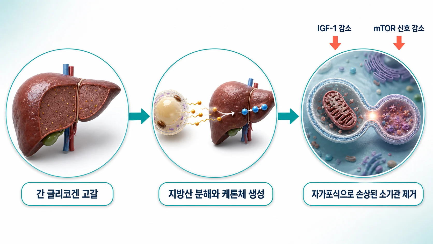 5일 절식 동안 간의 글리코겐이 줄고 지방산에서 케톤체가 만들어지며 인슐린유사성장인자와 mTOR 신호가 낮아지고 자가포식이 일어나는 과정을 그린 그림