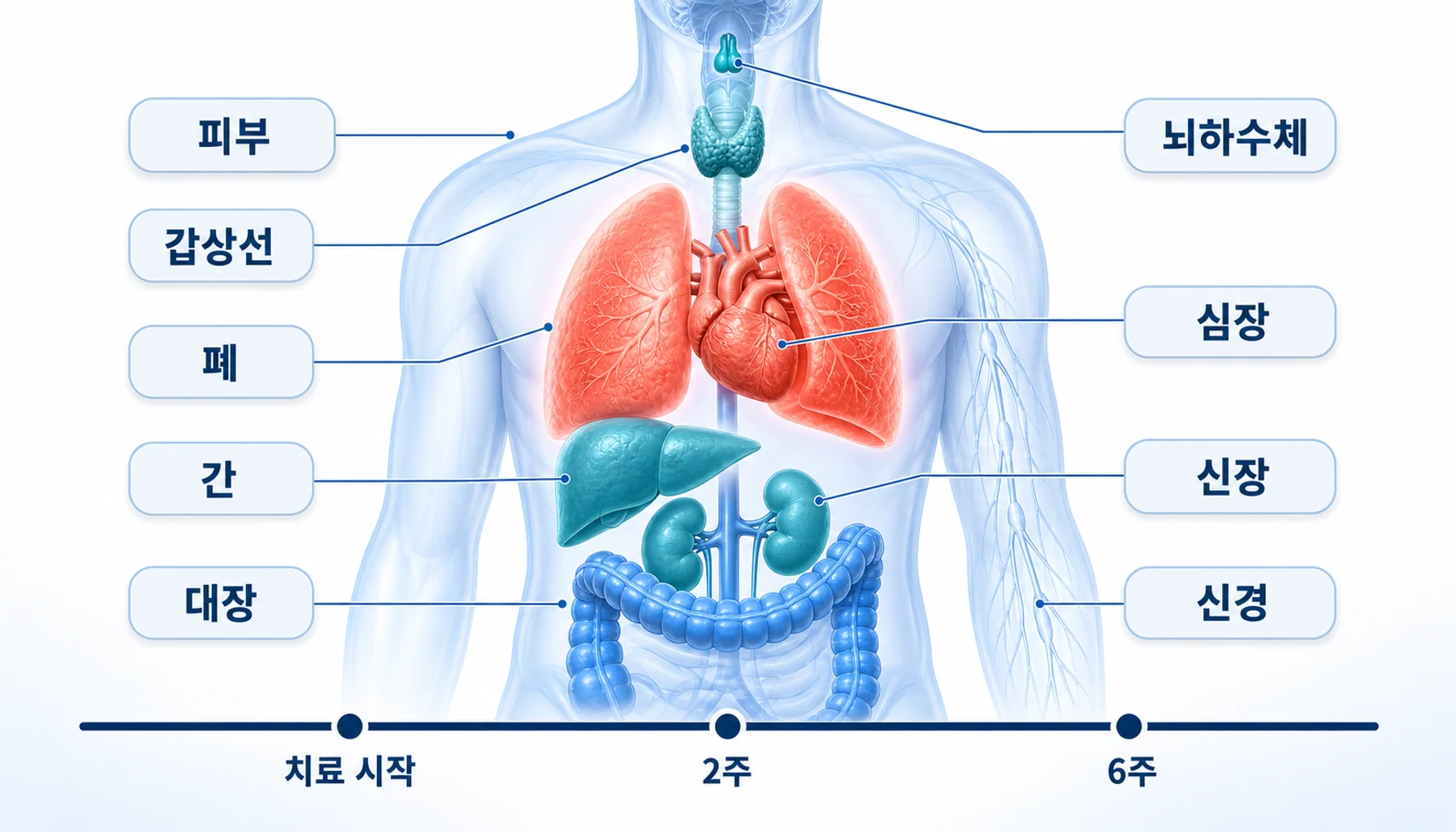 면역관련 이상반응이 나타나는 주요 장기와 시기를 정리한 그림