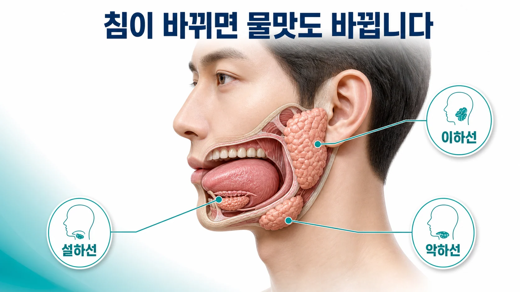 침샘 위치와 침이 혀 표면에서 맛의 기준선 역할을 한다는 것을 설명한 그림