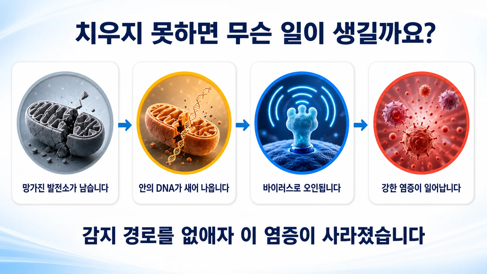 미토파지를 담당하는 유전자가 없는 생쥐에서 나타난 염증 반응을 정리한 그림