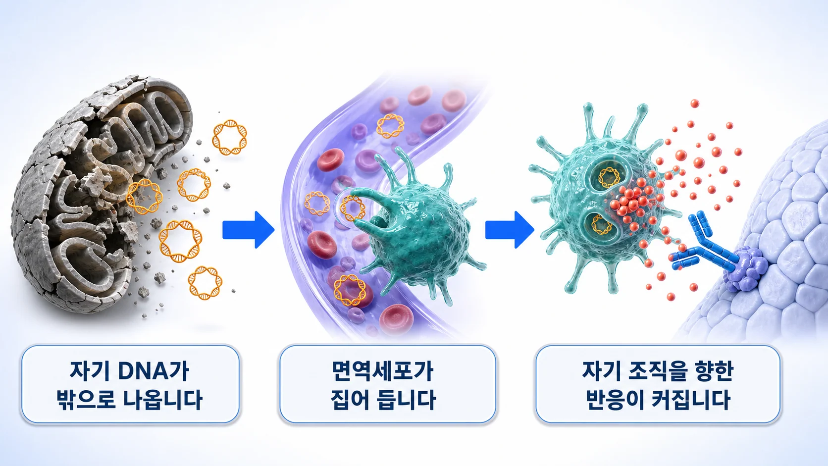 새어 나온 미토콘드리아 DNA가 자가면역 반응으로 이어질 수 있는 경로를 그린 그림