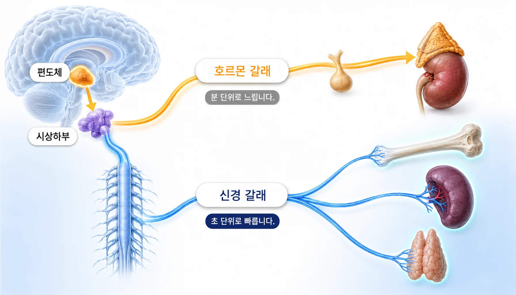 편도체에서 시상하부를 거쳐 호르몬과 신경 두 갈래로 면역기관을 자극하는 경로를 그린 그림