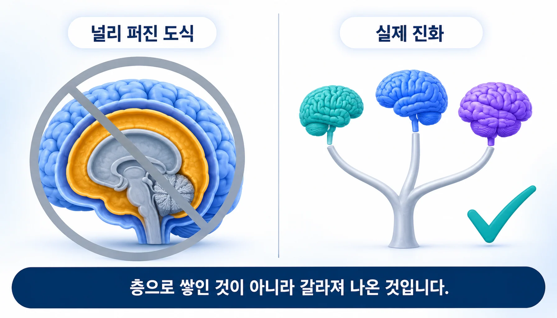 삼위일체 뇌 도식과 실제 진화의 차이를 나란히 비교한 그림