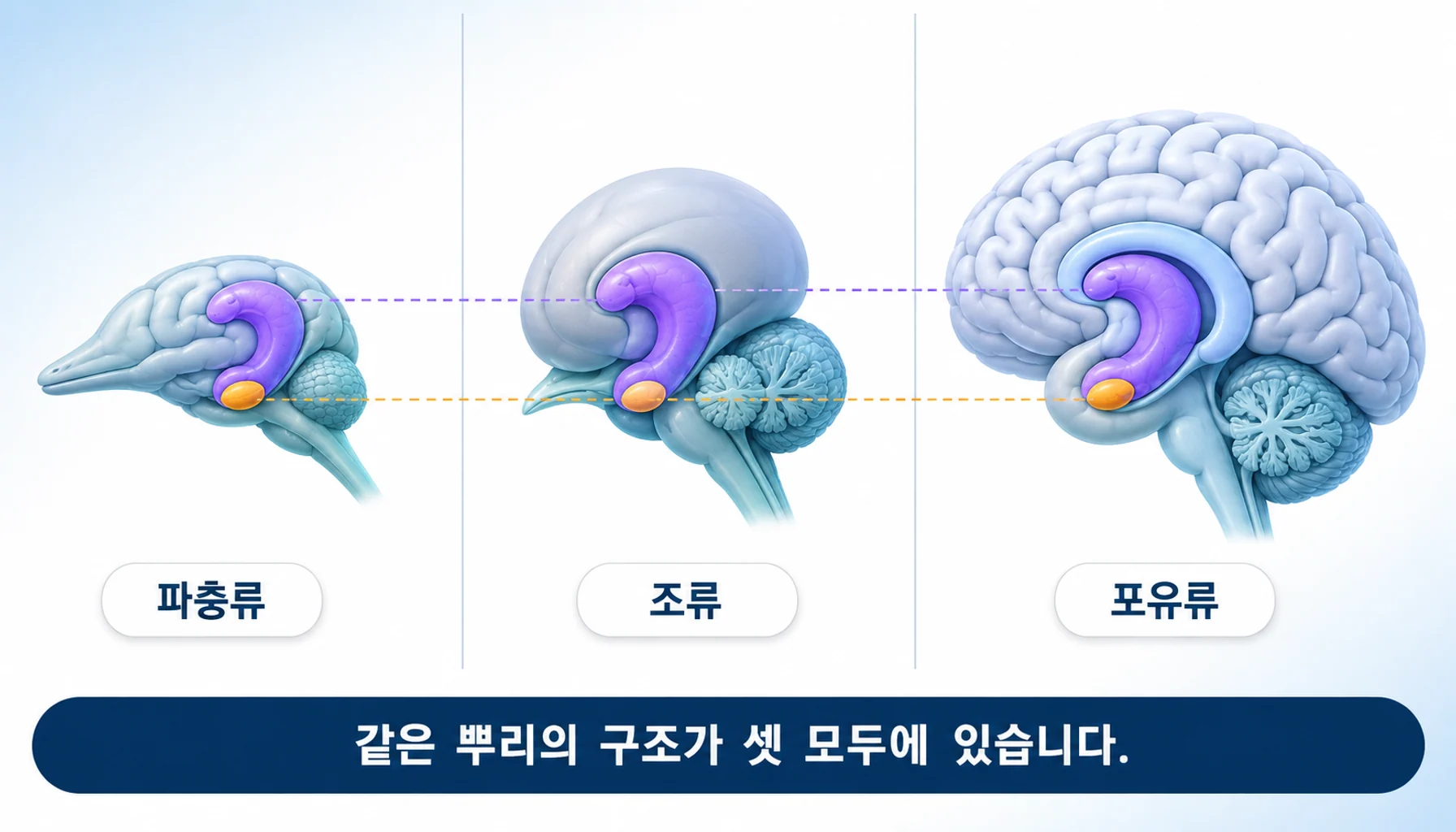파충류·조류·포유류의 뇌에서 같은 뿌리의 구조가 각기 다르게 발달한 모습을 비교한 그림