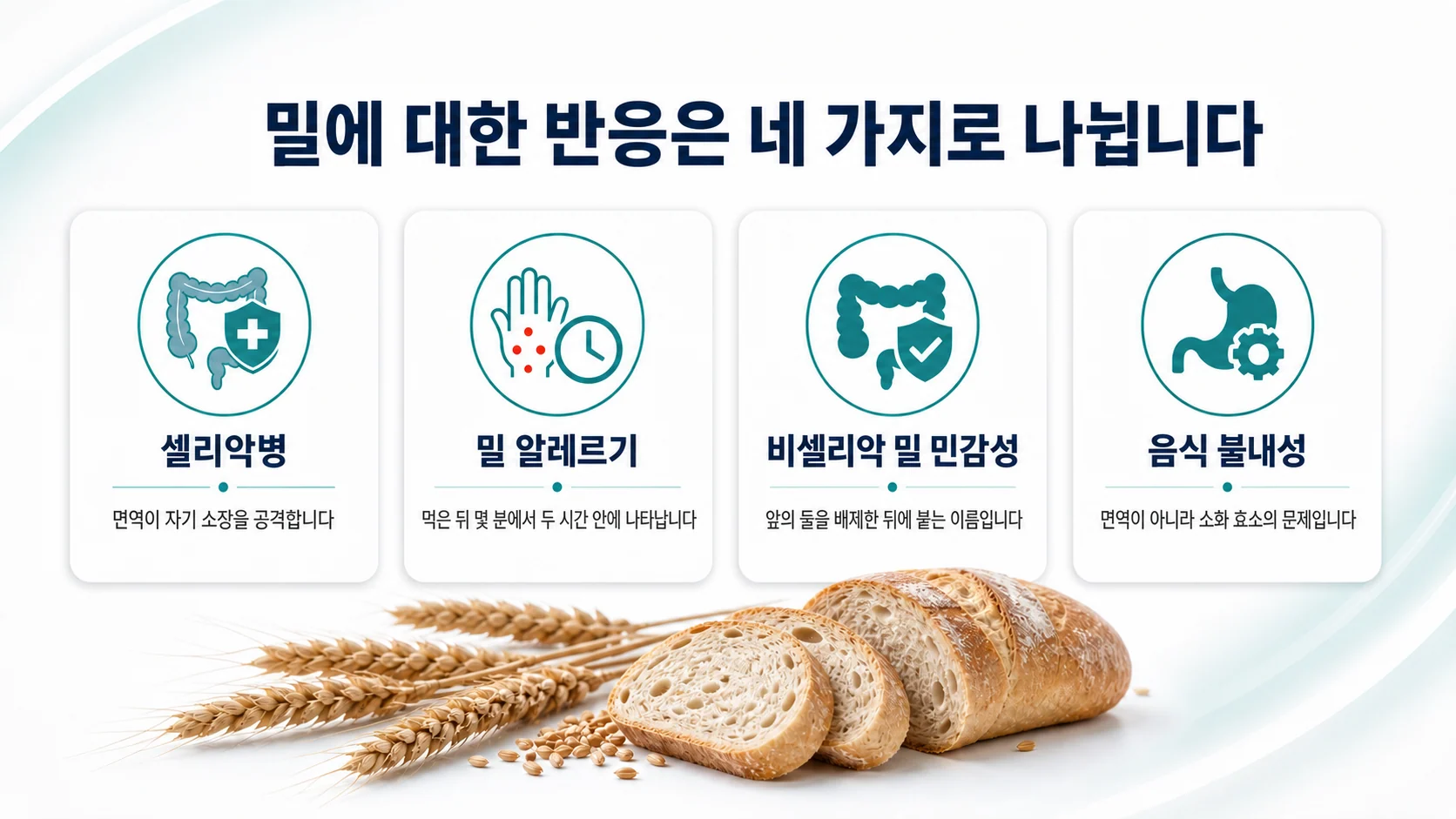 밀에 대한 네 가지 반응을 나란히 정리한 카드. 셀리악병, 밀 알레르기, 비셀리악 밀 민감성, 음식 불내성