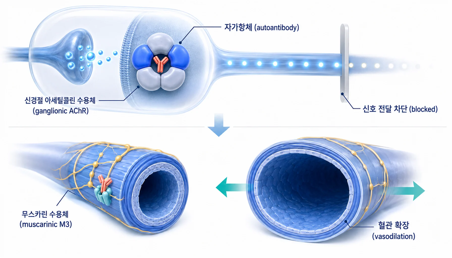 자율신경절의 아세틸콜린 수용체와 무스카린 수용체를 겨냥한 자가항체가 혈관 조절에 미치는 영향을 정리한 그림
