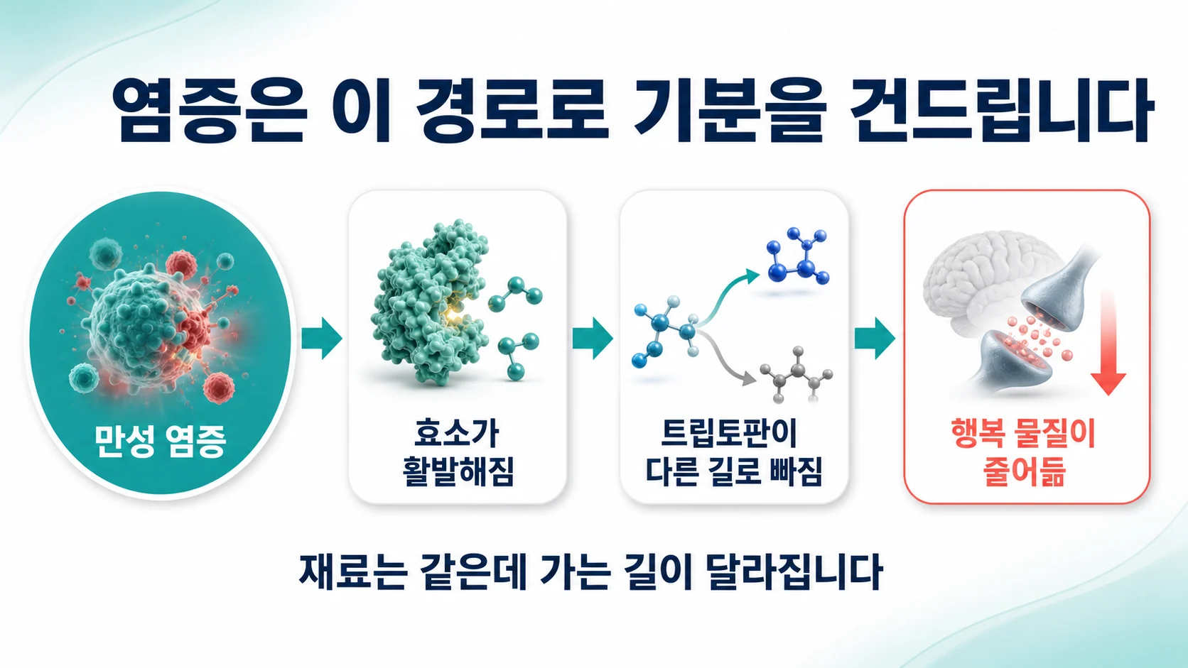 만성 염증에서 효소 활성화를 거쳐 트립토판이 다른 길로 빠지고 행복 물질이 줄어드는 흐름 도식