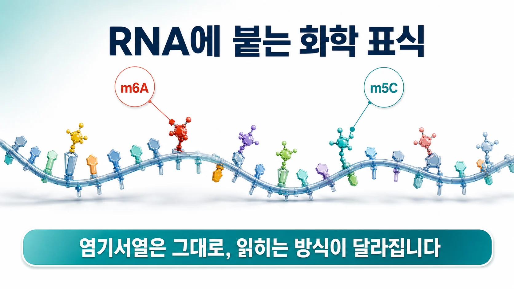 RNA 메틸화 m6A와 m5C가 무엇인지 설명한 그림