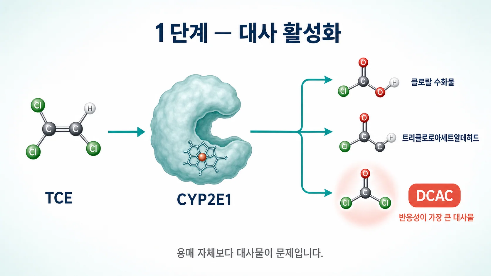 유기용매가 CYP2E1 효소에 의해 반응성 대사물로 바뀌는 대사 활성화 단계를 설명하는 이미지