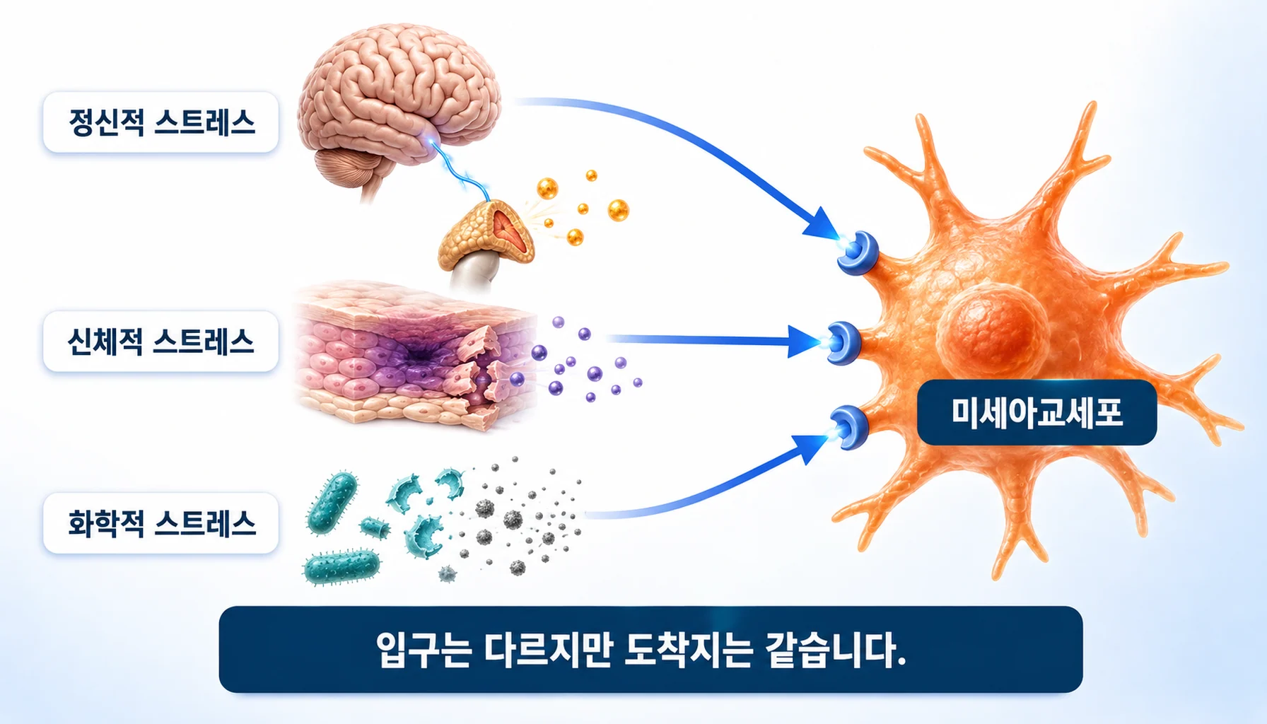 정신적·신체적·화학적 스트레스가 서로 다른 입구로 들어와 같은 수용체로 모이는 과정을 그린 그림