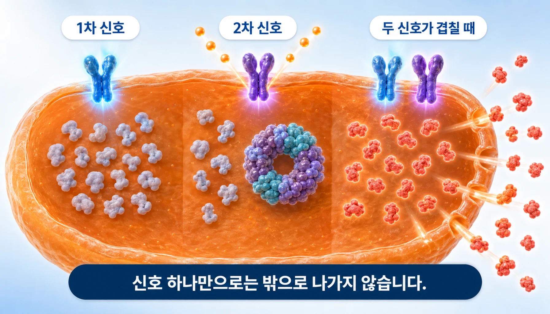 두 단계 신호가 겹칠 때 염증성 물질이 만들어지는 과정을 그린 그림