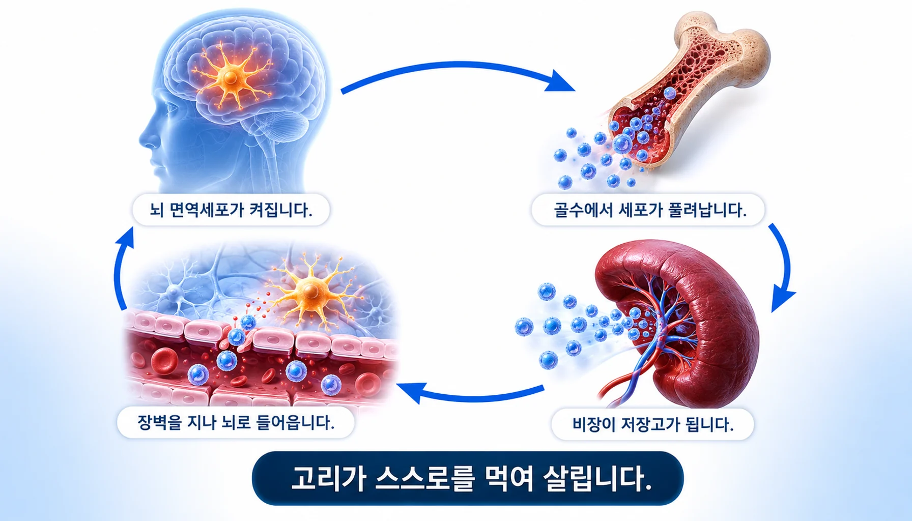 스트레스가 골수와 비장의 면역세포를 뇌로 불러들여 증폭 고리를 만드는 과정을 그린 그림