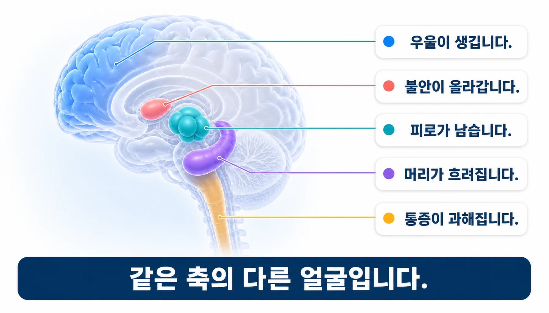 다섯 가지 증상이 뇌와 척수의 어느 부위에서 생기는지 정리한 그림