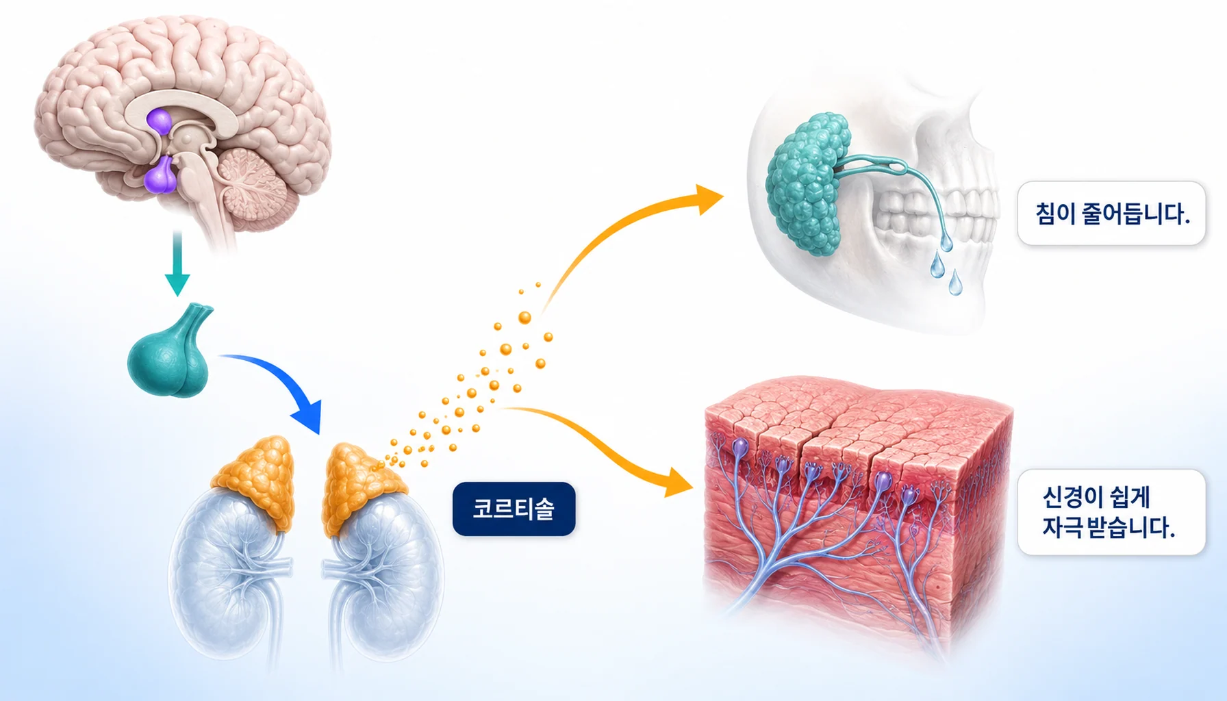 스트레스 호르몬 축이 침샘과 신경에 함께 영향을 주는 경로를 그린 그림