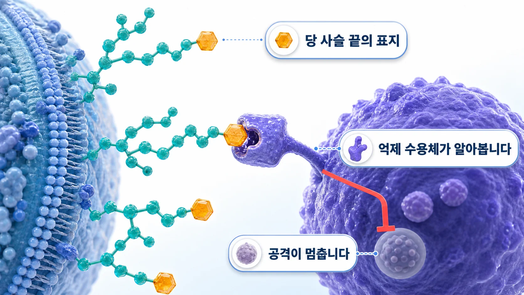 시알산이 면역세포의 억제 수용체에 결합해 공격을 멈추는 과정을 그린 그림