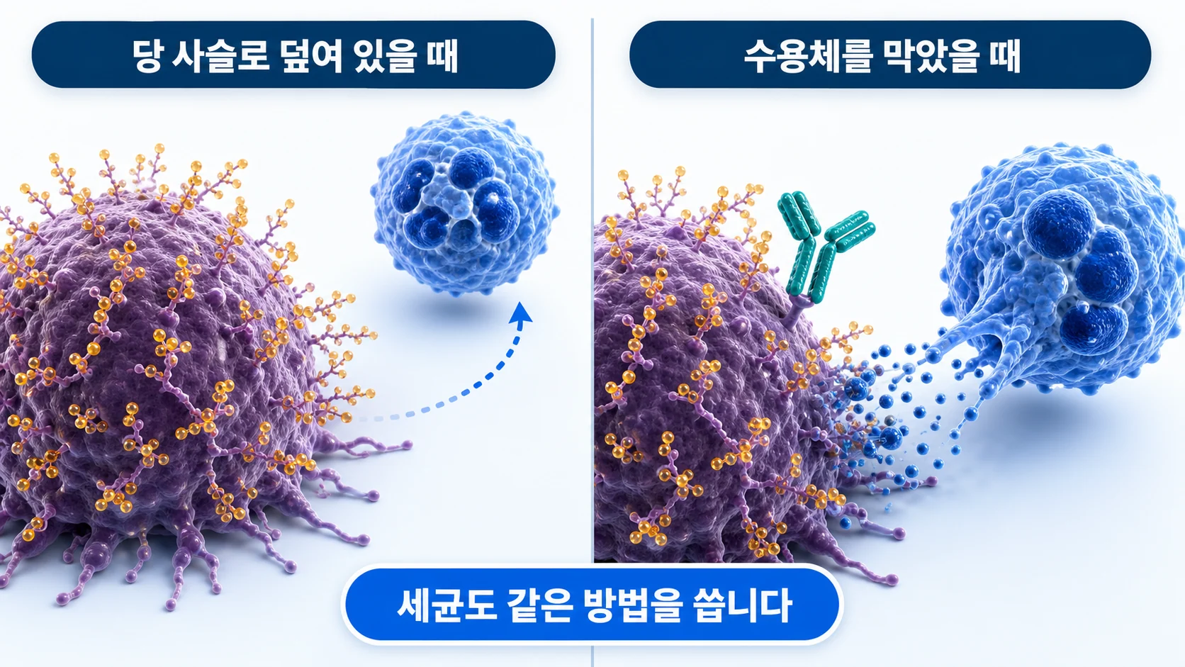 암세포가 시알산으로 덮여 골수계 면역세포의 공격을 피하는 과정을 그린 그림