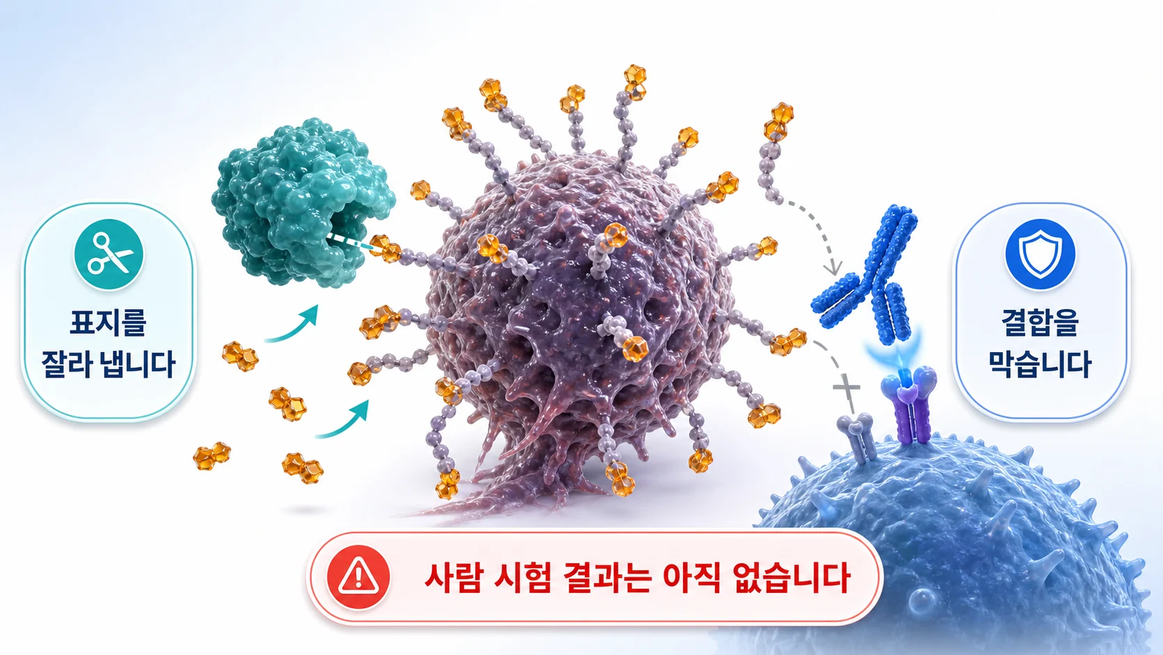 종양 표면의 시알산을 잘라 내거나 결합을 막는 두 가지 접근을 그린 그림