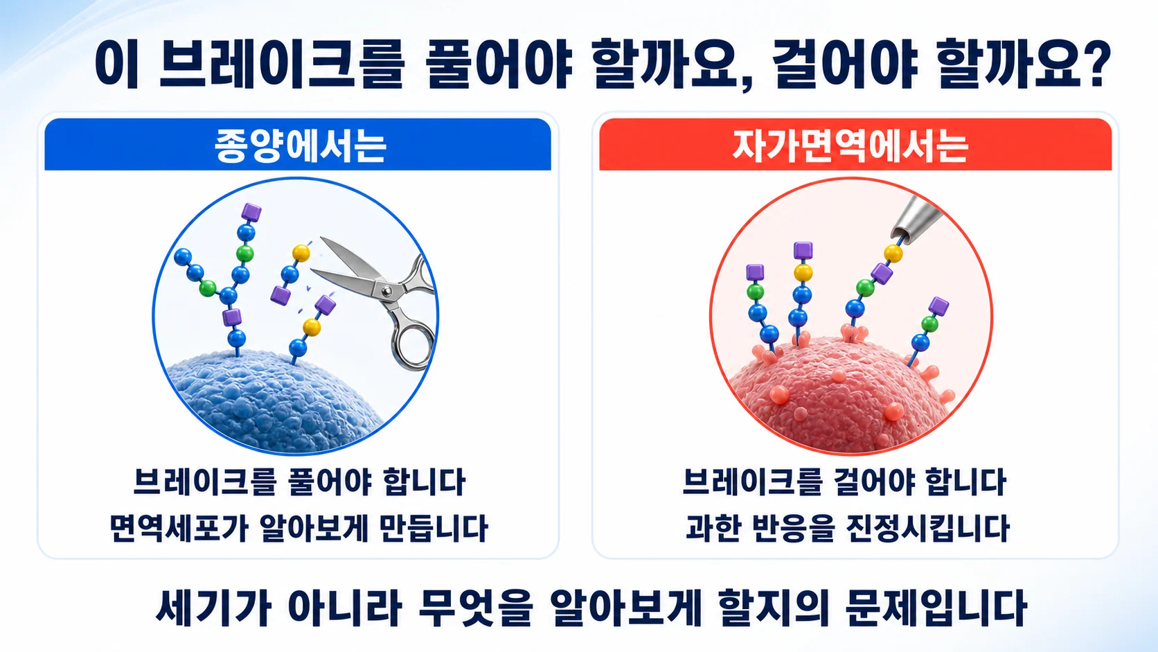 종양과 자가면역에서 이 브레이크의 목표가 반대인 관계를 정리한 그림