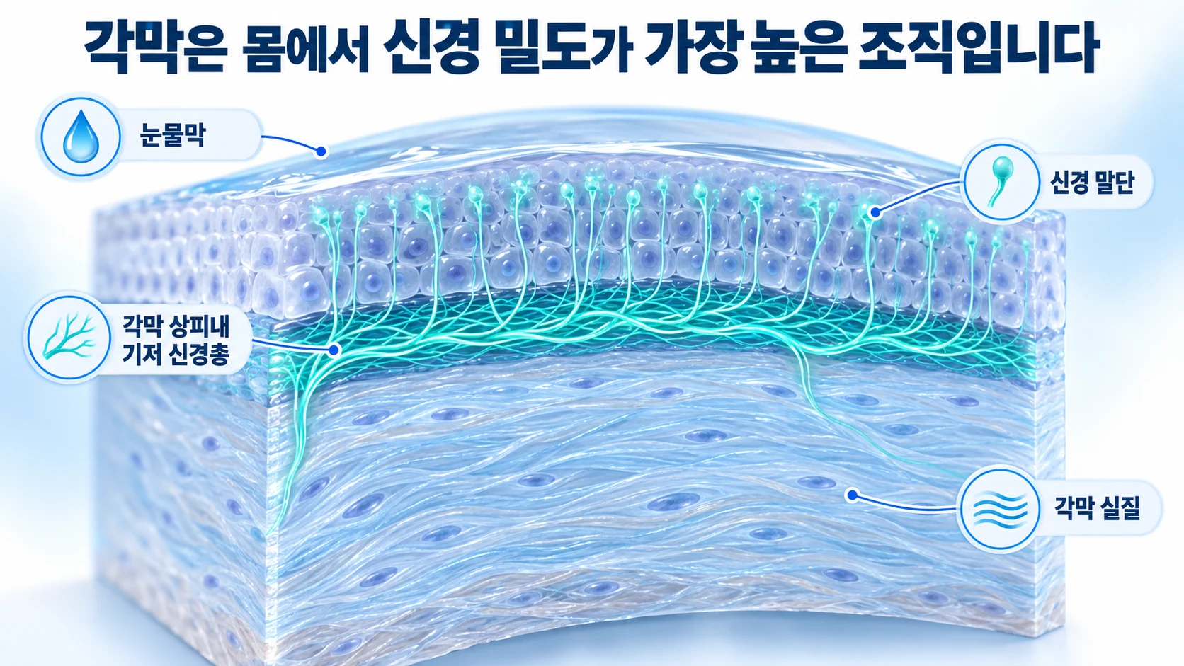 각막 상피 안쪽의 기저 신경총과 표면 가까이 올라온 신경 말단을 보여 주는 각막 단면 3D 그림