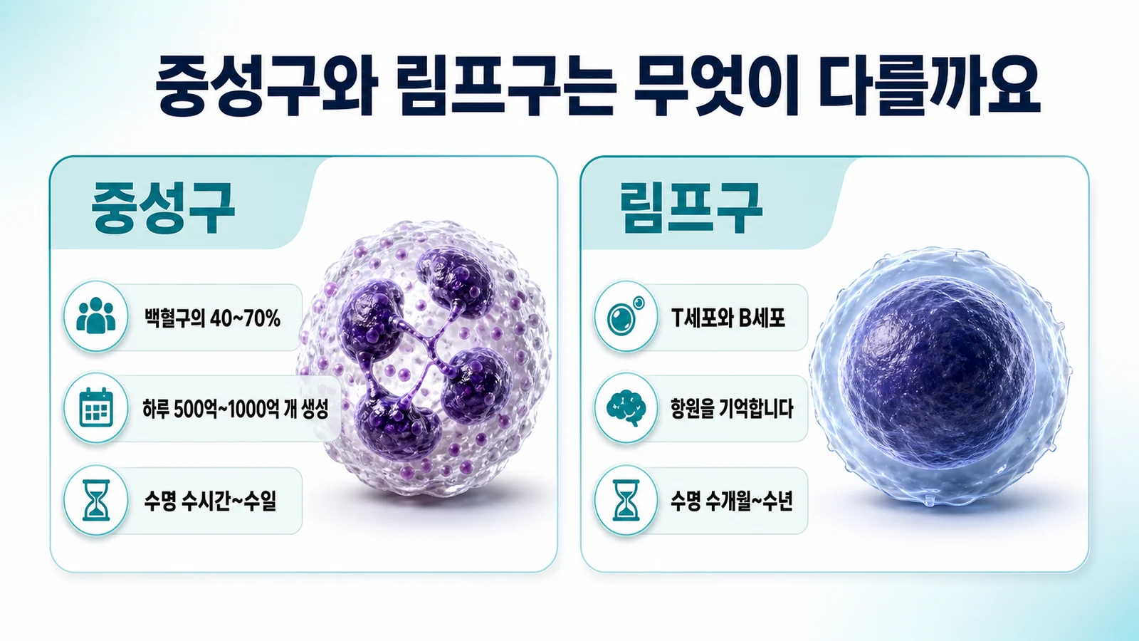 중성구와 림프구를 나란히 비교한 그림. 중성구는 백혈구의 40～70퍼센트를 차지하고 하루 500억에서 1000억 개가 만들어지며 수명이 수시간에서 수일이고, 림프구는 T세포와 B세포로 나뉘어 항원을 기억한다는 내용이 정리되어 있다