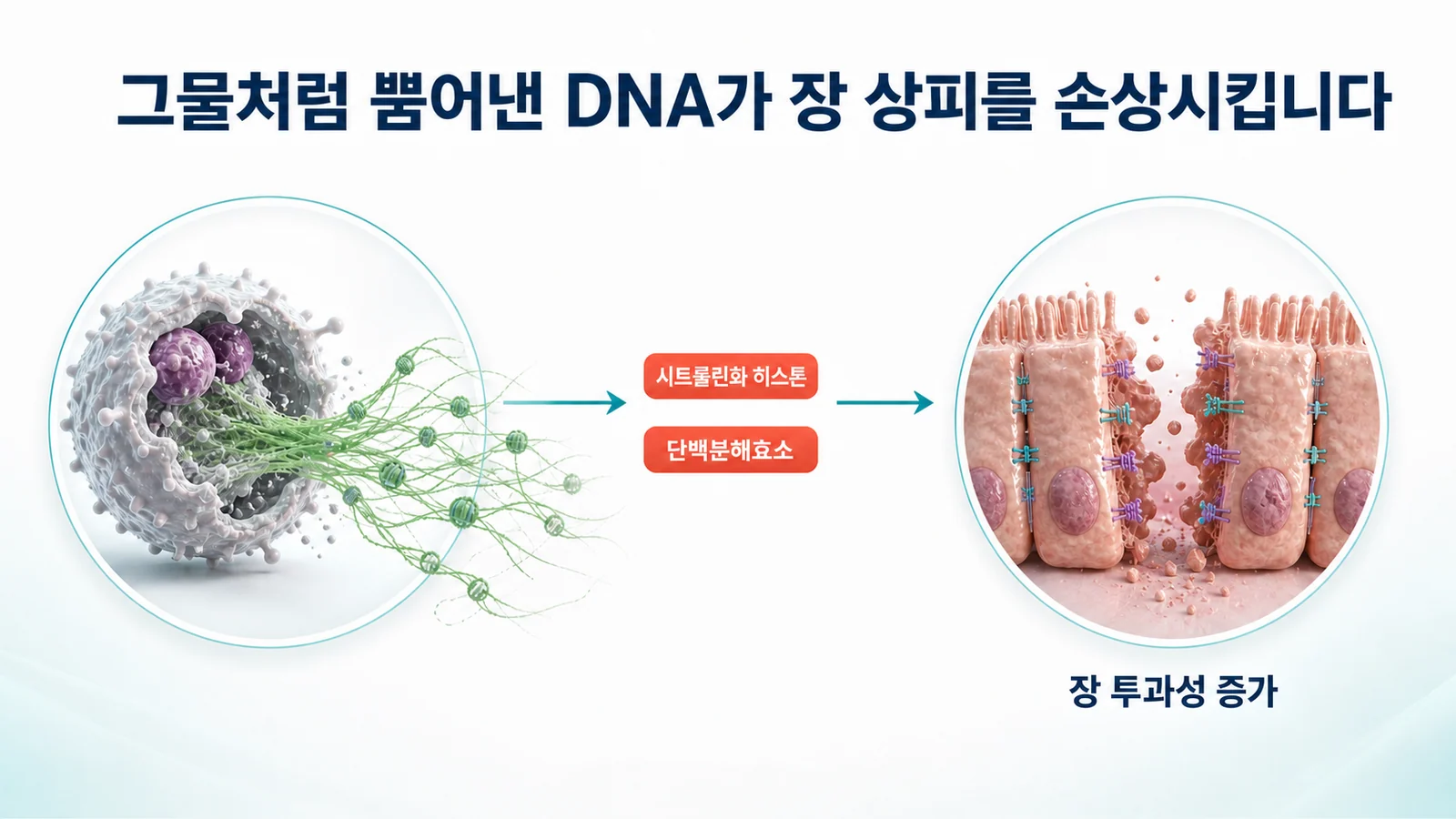 그물처럼 방출된 DNA가 장 상피를 손상시키는 경로를 나타낸 그림. 시트룰린화 히스톤과 단백분해효소가 상피 사이의 연결을 분해해 장 투과성이 증가하는 흐름이 표시되어 있다