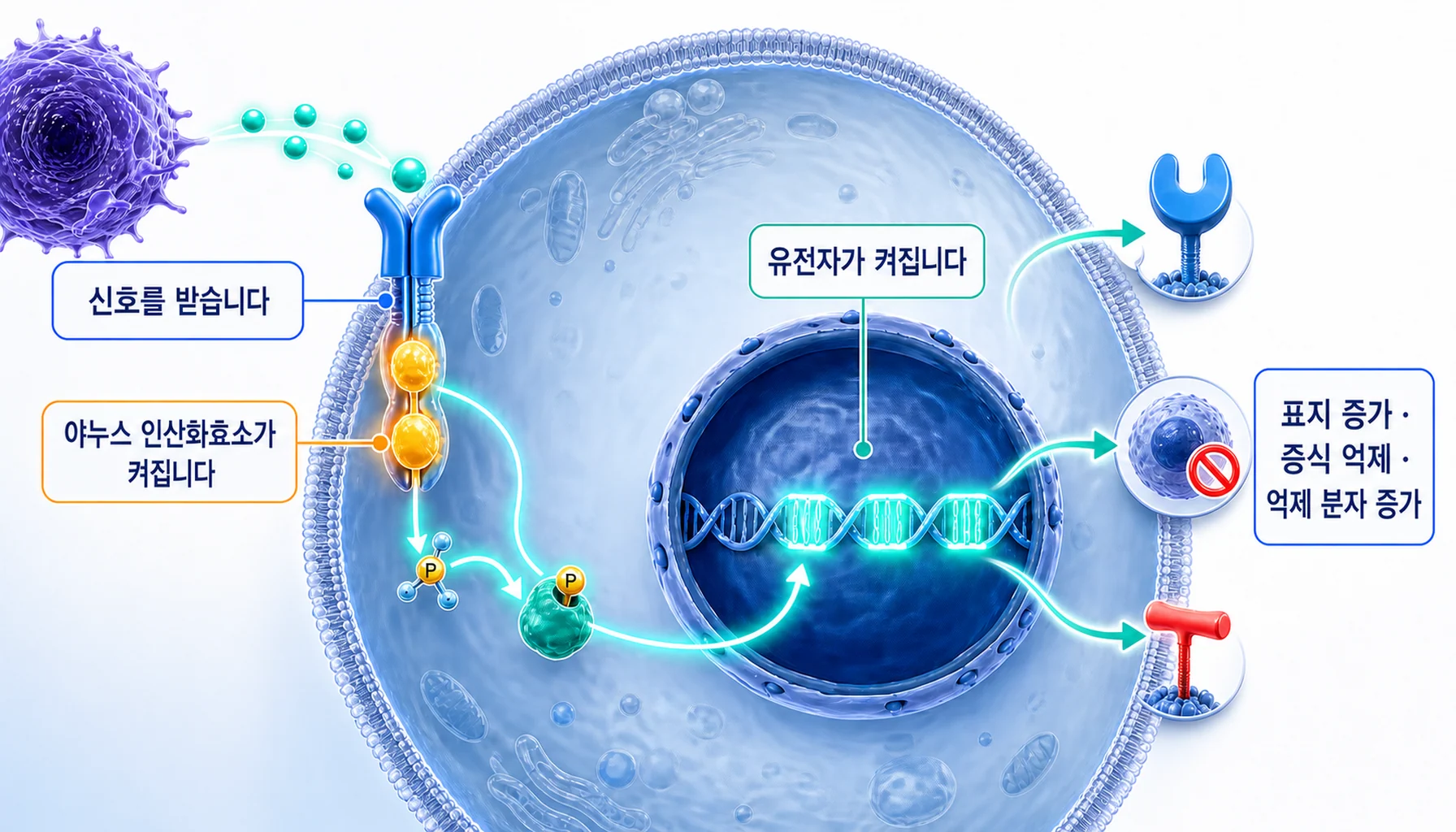 인터페론 감마가 수용체에 결합해 신호가 핵으로 전달되는 과정을 그린 그림