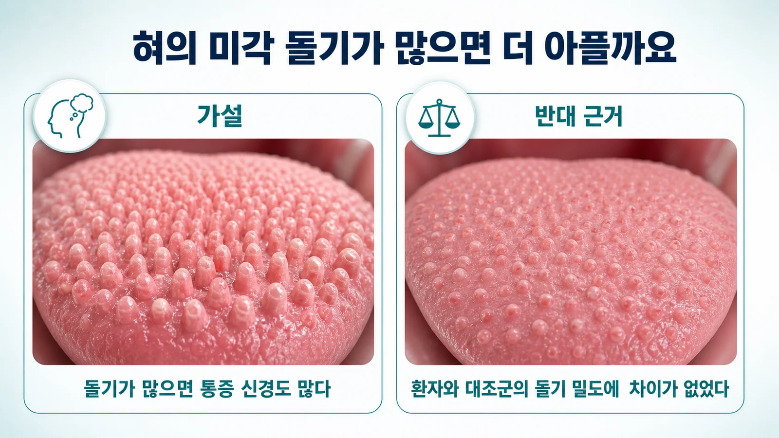 혀의 미각 돌기와 통증의 관계를 다룬 그림. 가설로는 돌기가 많으면 통증 신경도 많다는 주장이, 반대 근거로는 환자와 대조군의 돌기 밀도에 차이가 없었다는 결과가 나란히 표시되어 있다