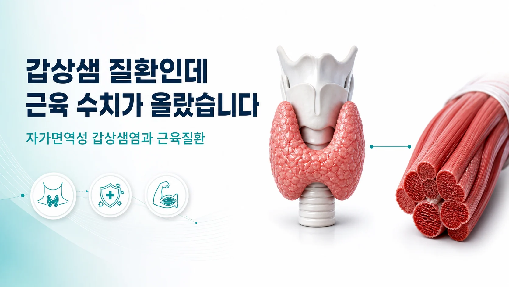 갑상샘과 골격근을 나란히 놓고 갑상샘 질환인데 근육 수치가 올랐습니다라는 문구를 보여주는 안내 이미지