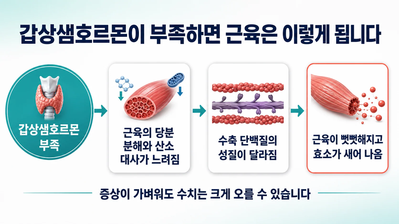 갑상샘호르몬 부족에서 당분 분해와 산소 대사 저하를 거쳐 근육이 뻣뻣해지고 효소가 새어 나오는 흐름 도식
