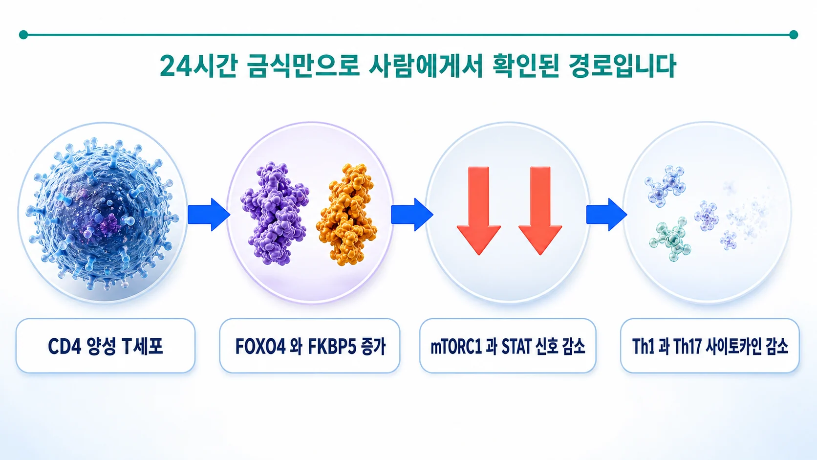 금식이 FOXO4와 FKBP5를 통해 mTORC1과 STAT 신호를 낮추어 Th1과 Th17 사이토카인 생산을 줄이는 경로를 그린 그림