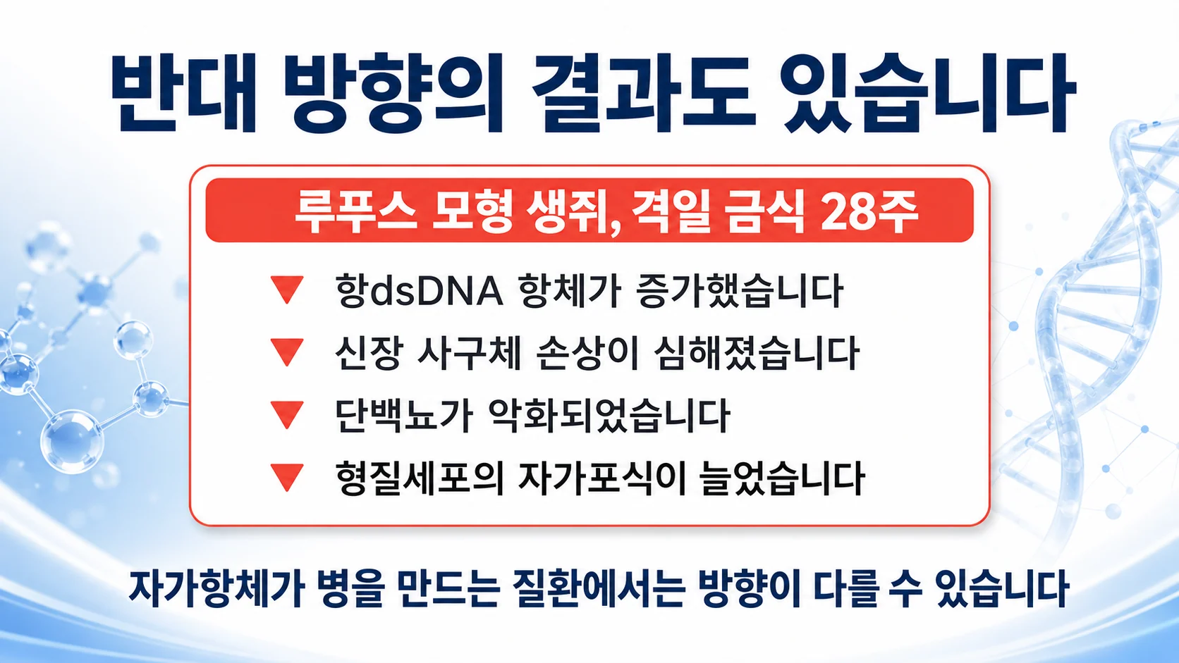 루푸스 동물 모형에서 간헐적 단식이 오히려 질환을 악화시켰다는 결과를 정리한 그림