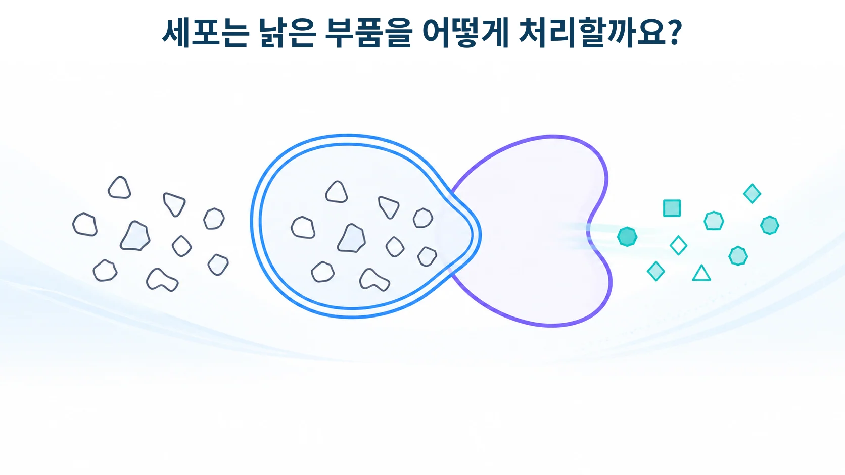 세포 안의 낡은 부품이 자루에 담겨 재활용되는 모습을 형상화한 개념 그림