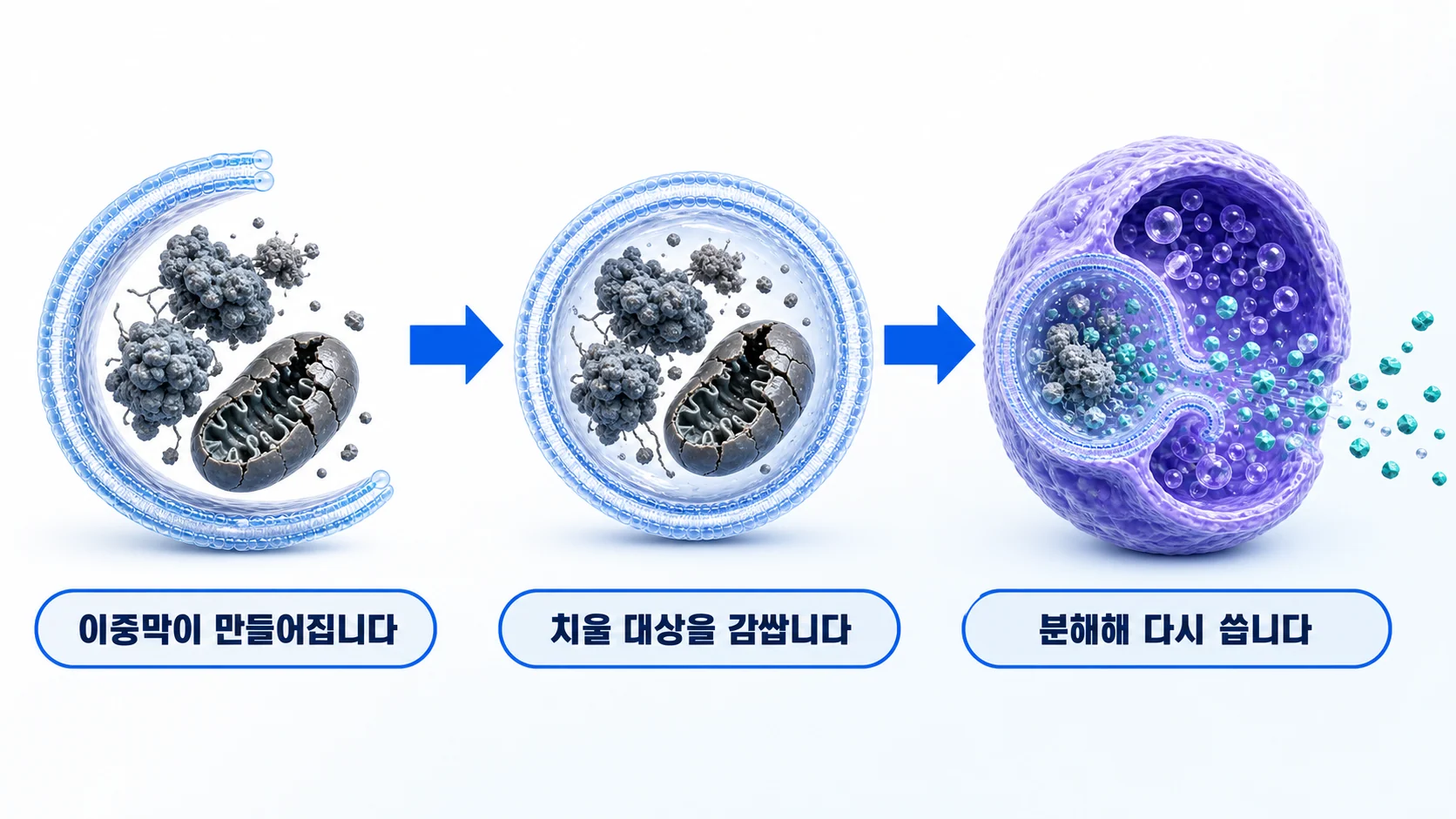 이중막이 낡은 부품을 감싸 분해 기관과 합쳐지는 과정을 그린 그림