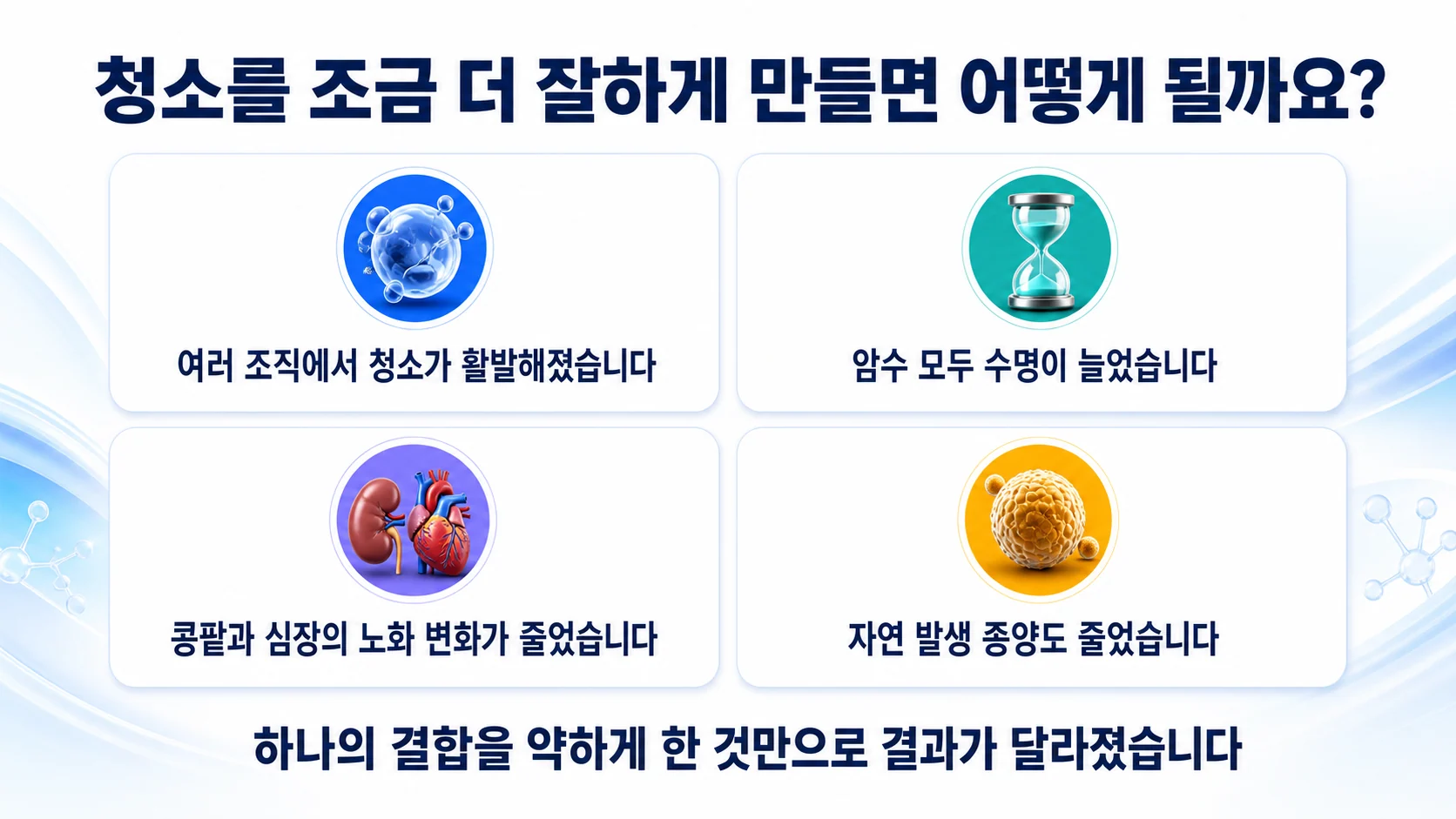 자가포식을 높인 생쥐에서 나타난 네 가지 변화를 정리한 그림