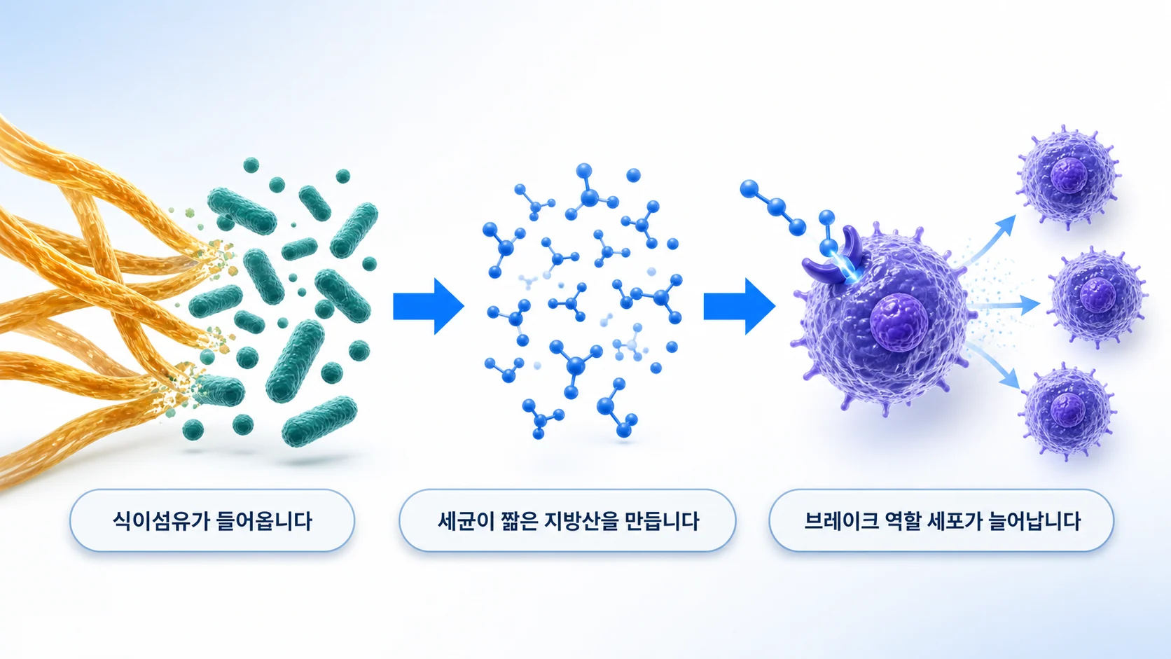 식이섬유가 세균에 의해 단쇄지방산으로 바뀌고 조절 T세포를 늘리는 과정을 그린 그림