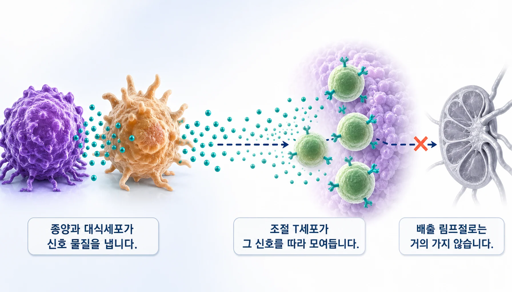 종양이 케모카인을 분비해 조절 T세포를 불러 모으는 과정을 그린 그림