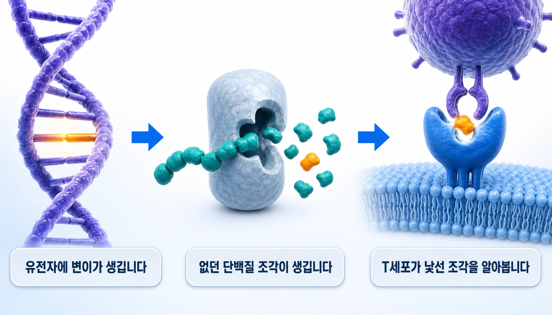 변이된 유전자가 새로운 단백질 조각으로 제시되어 T세포가 알아보는 과정을 그린 그림